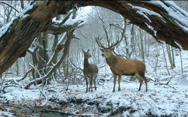 Berlinski pobednik – film iznenađenja na Festu