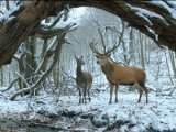 Berlinski pobednik – film iznenađenja na Festu